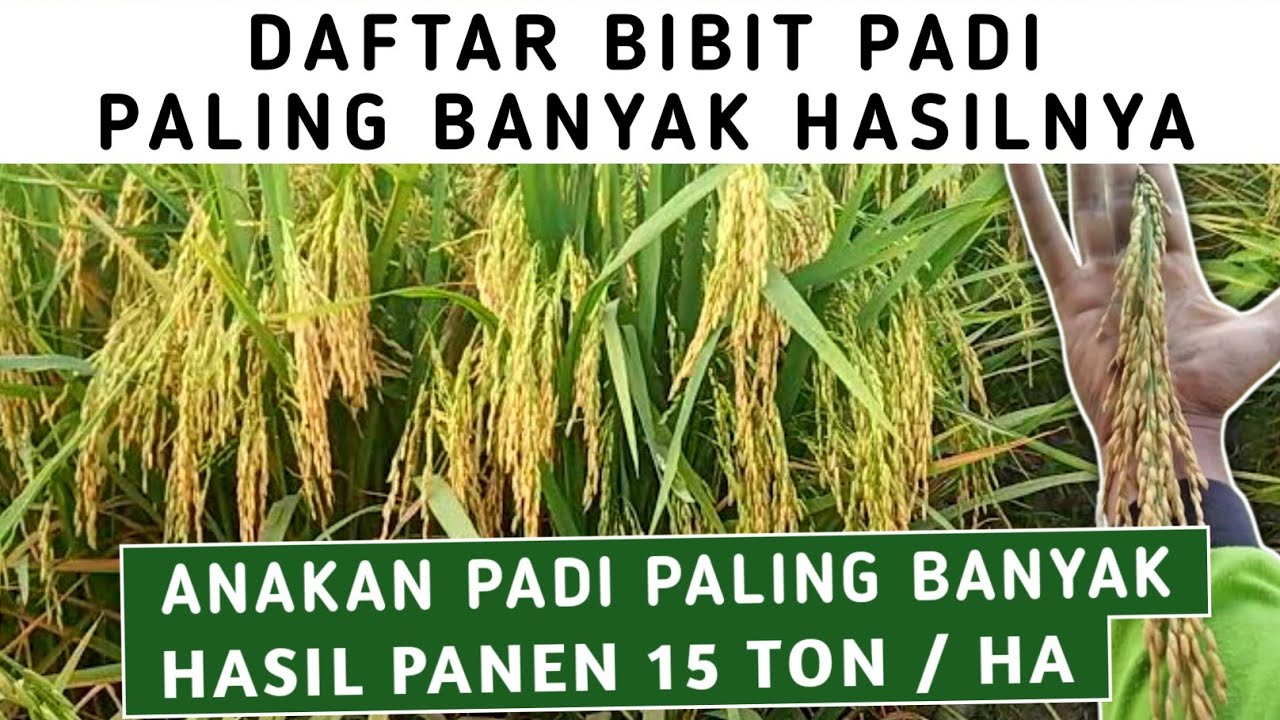 DAFTAR BIBIT PADI PALING BANYAK HASILNYA TERBARU 2025