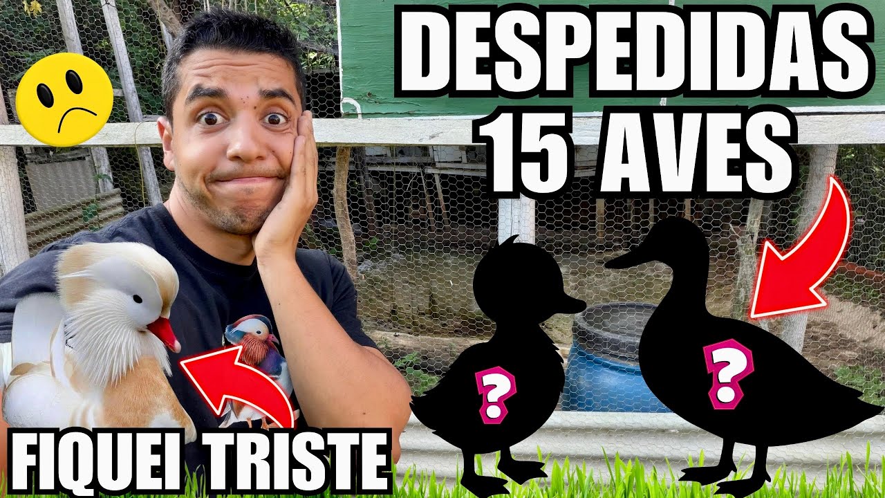 Despedida de muitas aves Quem Vai é quem fica ? | Aves Recriar 