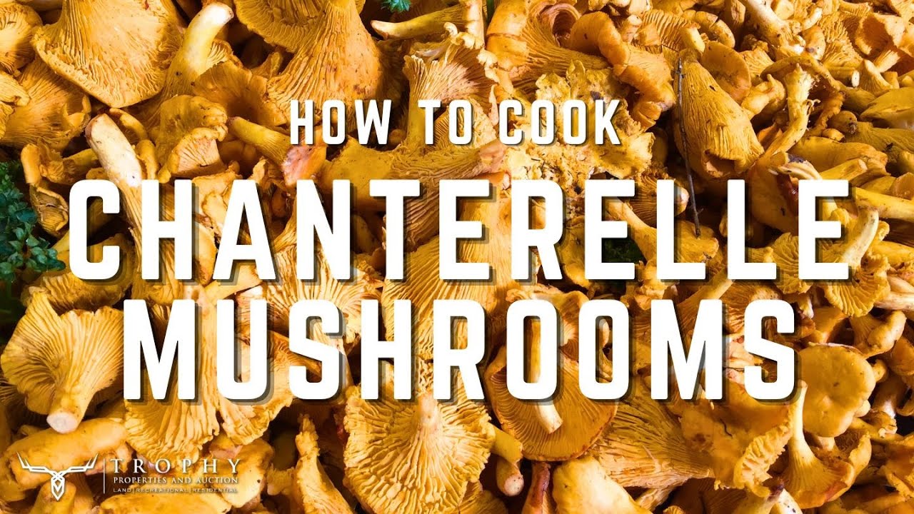 QUICK AND EASY RECIPE - How to Cook Chanterelle Mushrooms!