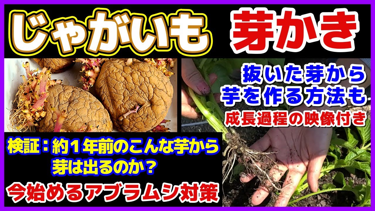 【芽かき完全ガイド】草丈10cmになったら芽欠き・今始めるべきアブラムシ対策・抜いた芽を植えて芋を作る挿し芽栽培の方法（経過映像付き）／１年前のふにゃふにゃ芋から芽は出るのか？／ジャガイモ間引き