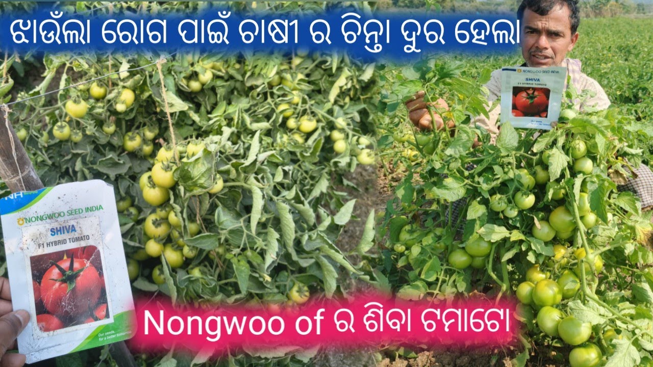 ବର୍ଷା ଦିନେ ଝାଉଁଲା ସହନସିଲ ଟମାଟର ଚାଷ କରନ୍ତୁ 