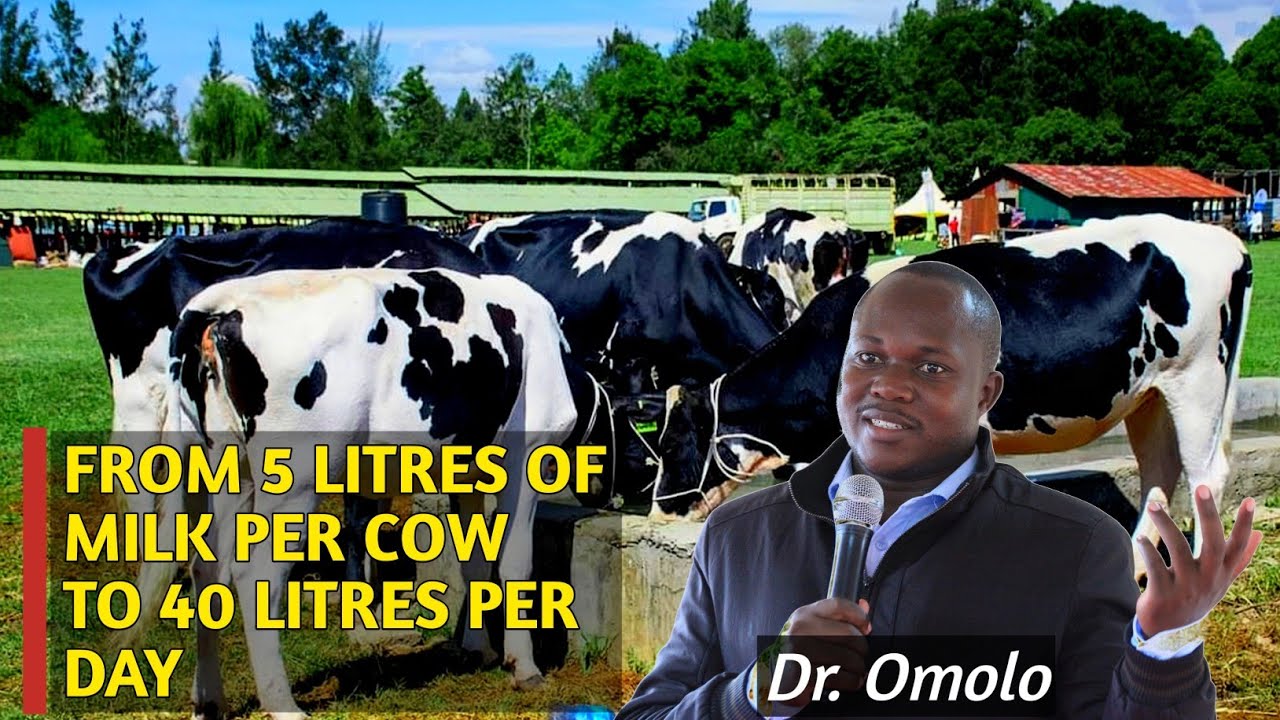 How to Increase milk production from 5 Litres of Milk per cow upto 40 Litres per Day #dairycows