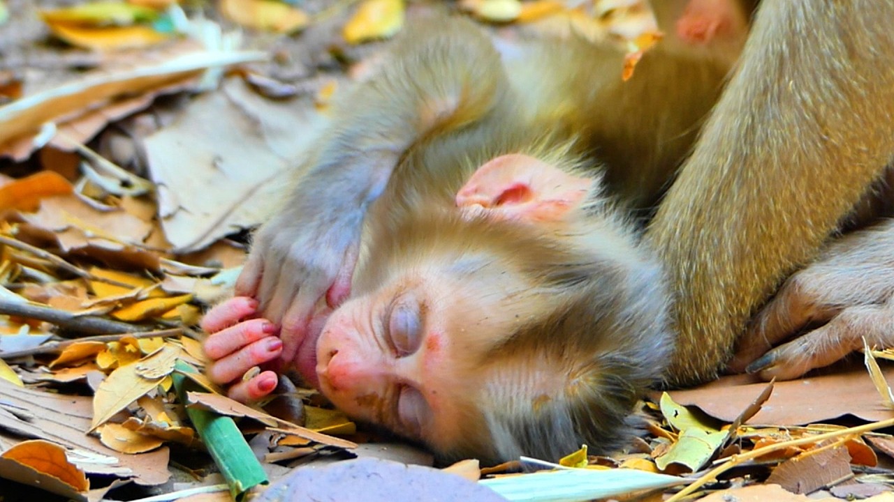 Adorable Baby sleeps soundly on the ground after full enough of drinks milk