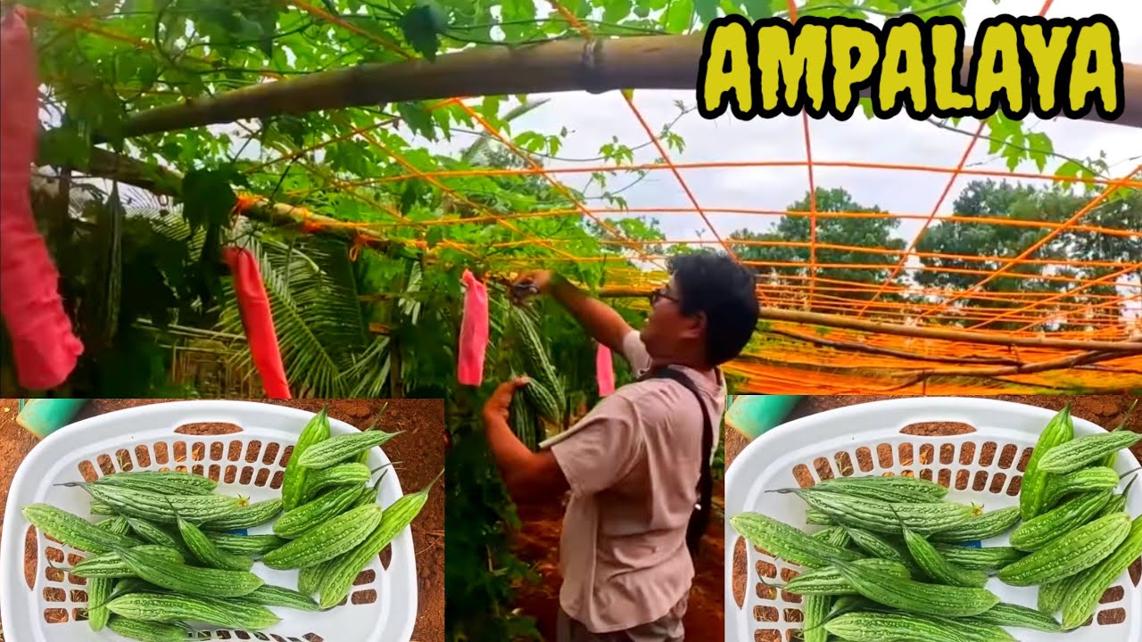 UNANG HARVEST NG ATING AMPALAYA AT PECHAY