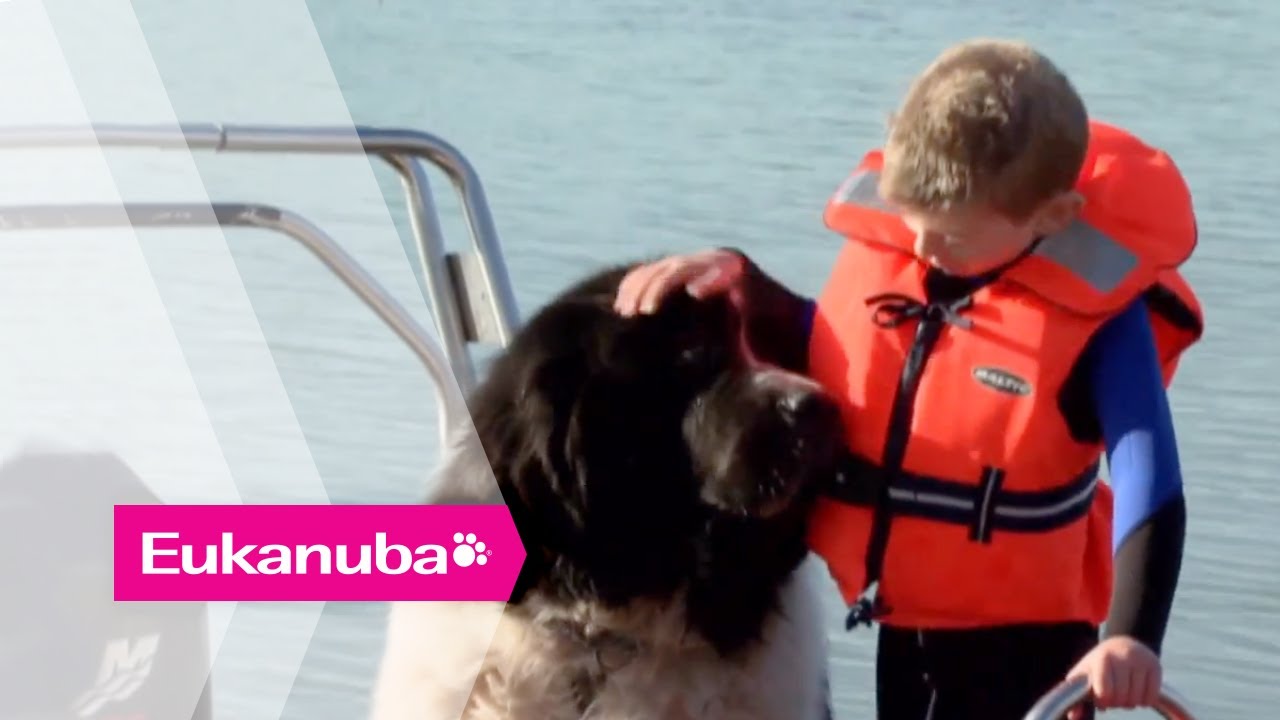 Whizz the Newfoundland helping Children - Part 2 | Extraordinary Dog