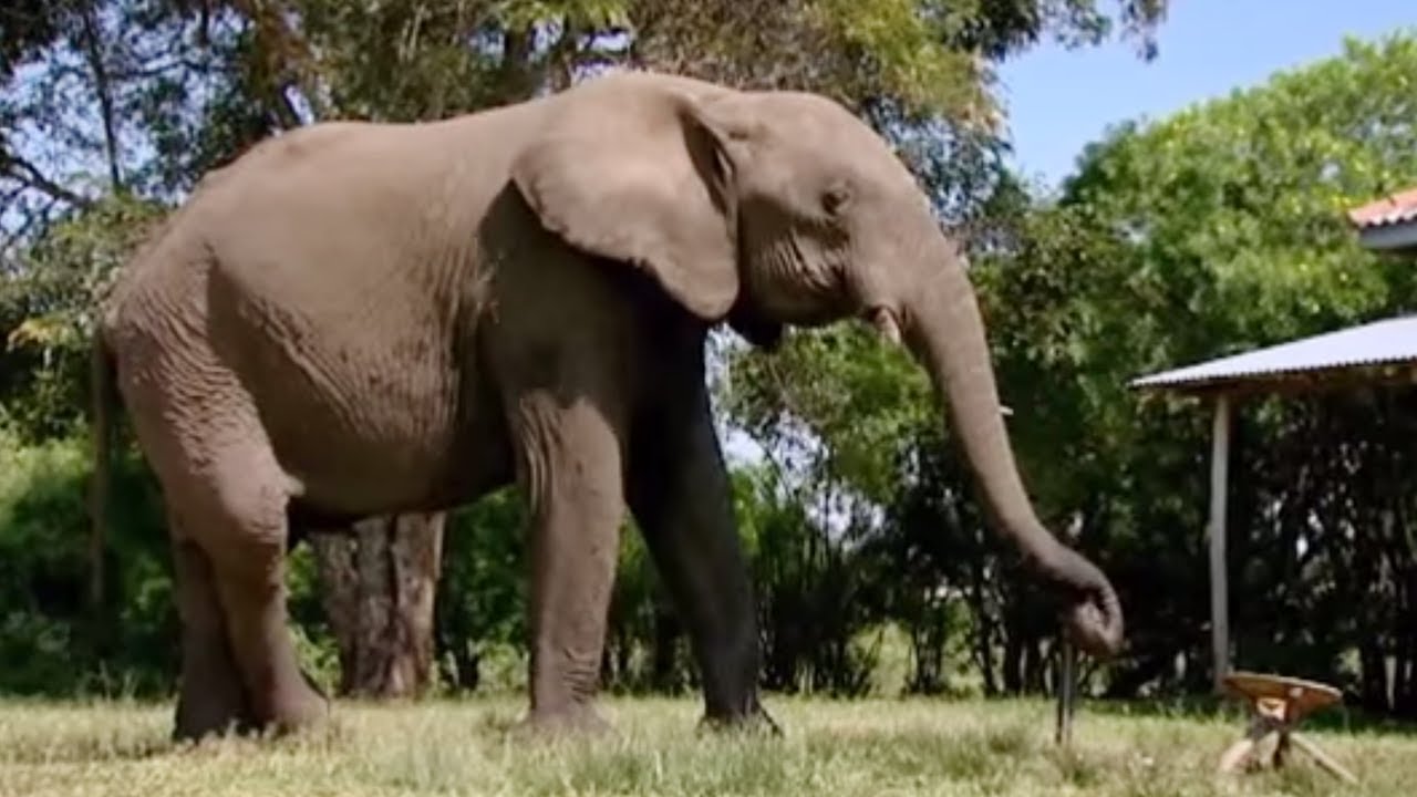 Meet the Neighbours | Banded Brothers | BBC Earth