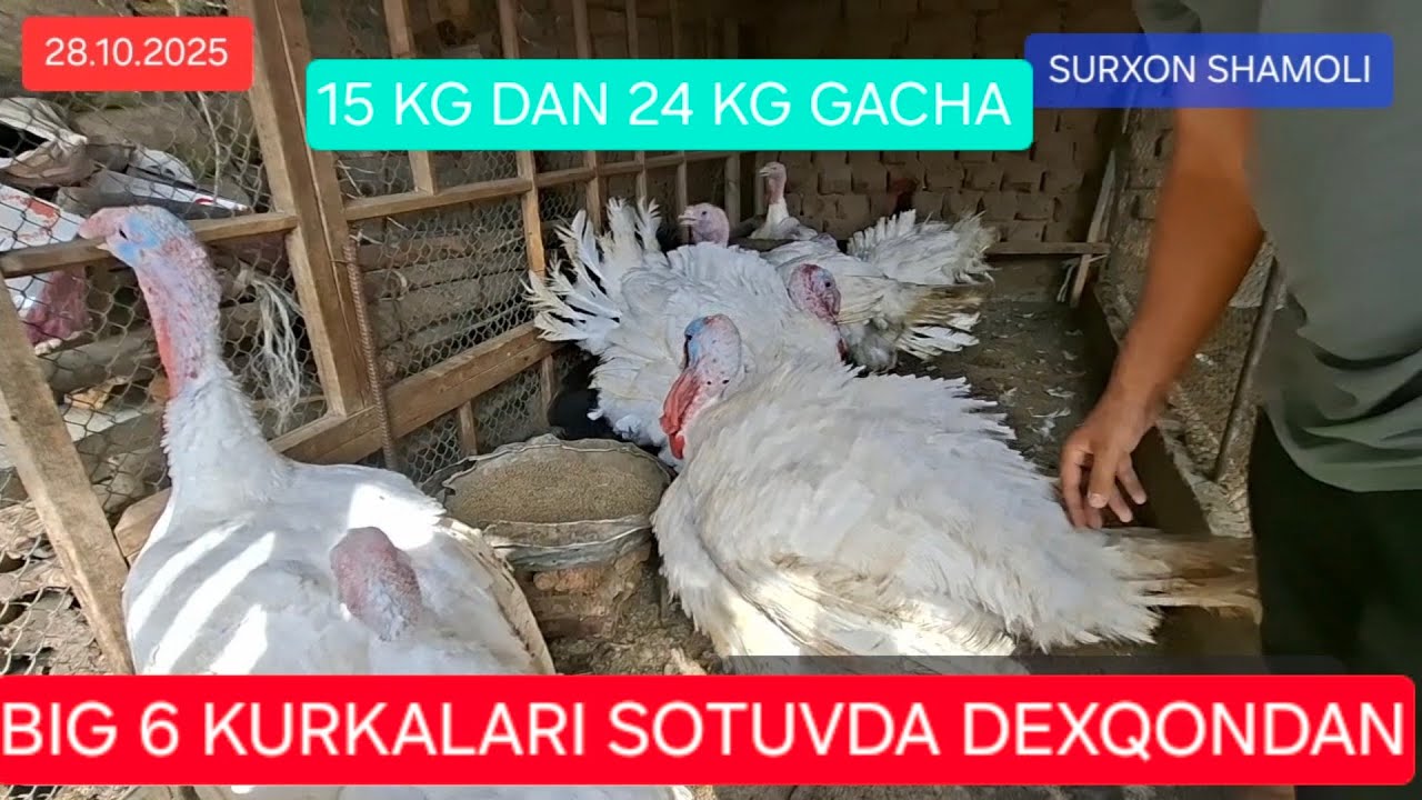 BIG 6 KURKALARI SOTUVDA 15 KILODAN 24 KILOGACHA  DASTAVKA  SURXONDARYO BO'YLAB +998919687176