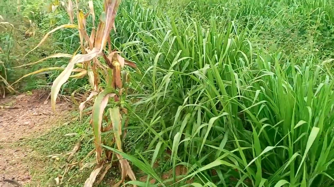Capim mavuno na caatinga. É adaptável ?😲