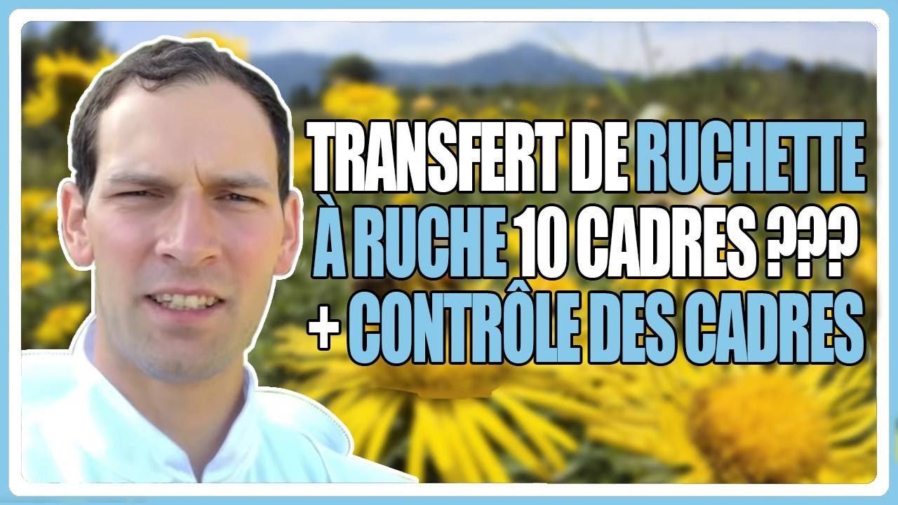 comment transférer sa ruchette dans une ruche 10 cadres ???  + contrôle des cadres.