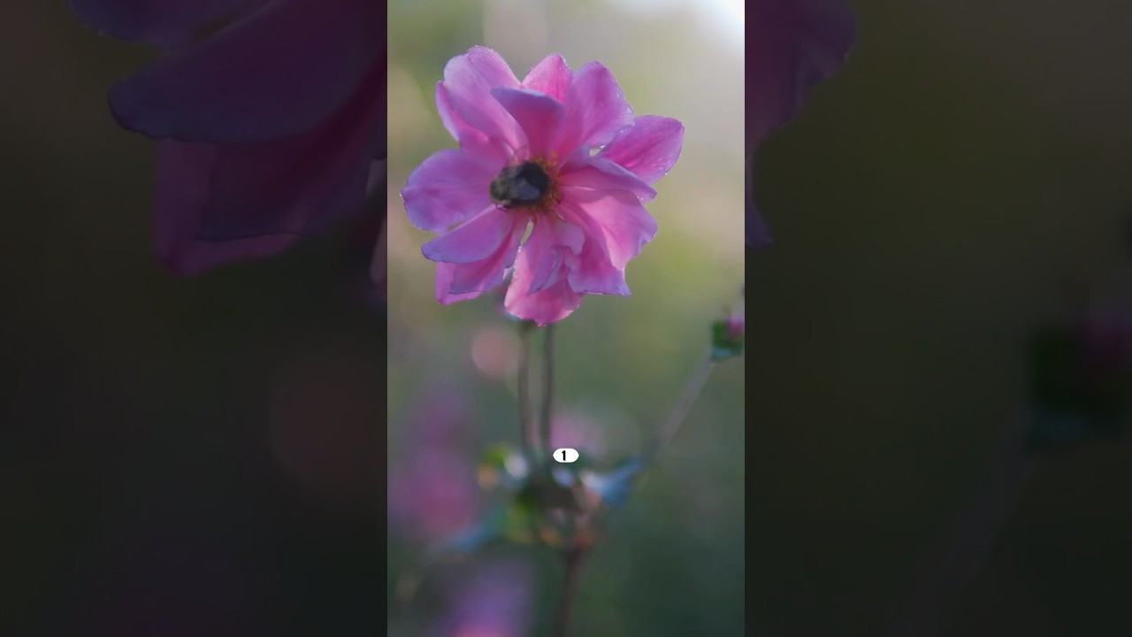 Цветение продолжается до ноября #сад #садоводство