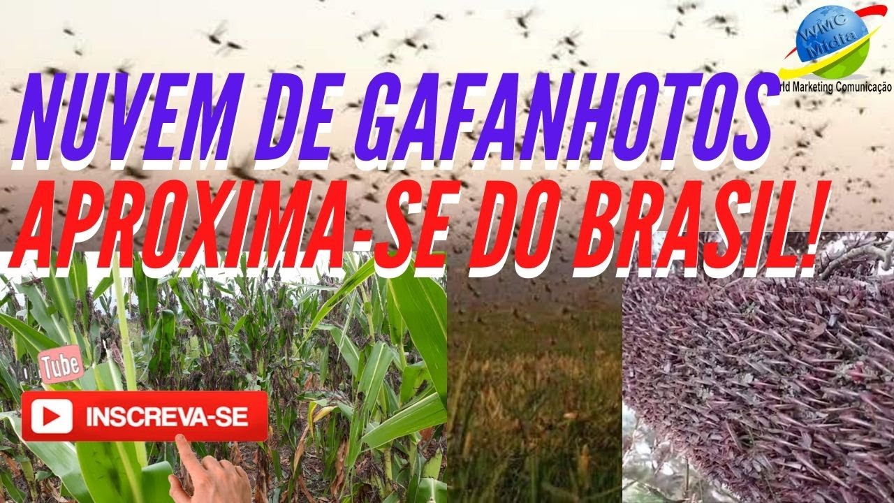 Nuvem de GAFANHOTOS aproxima-se do BRASIL e causa preocupa&ccedil;&atilde;o nos agricultores..INSCREVA-SE no CANAL