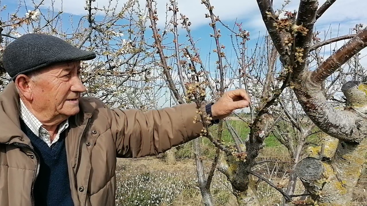 cambio de variedad en cerezo