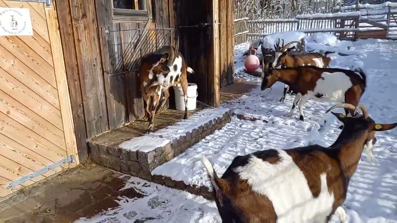 Unserer Tauernschecken Ziegen bei Sonne und Schnee