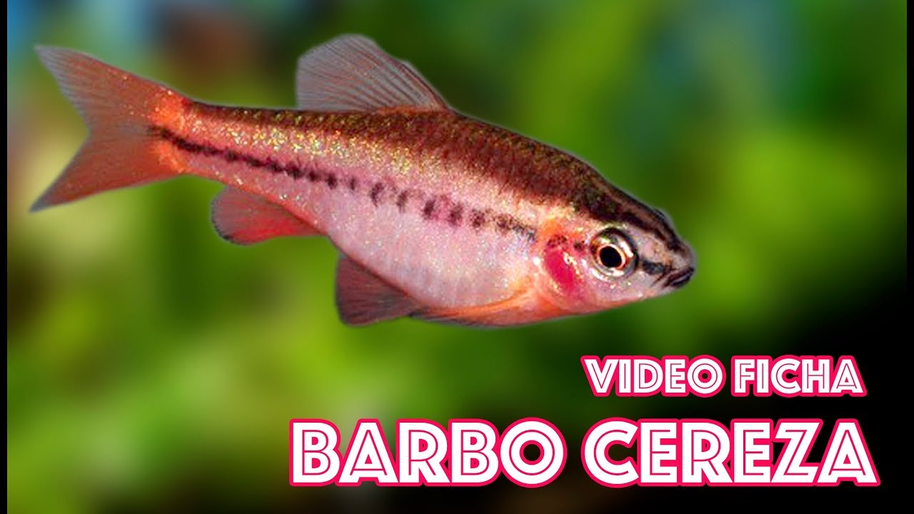 Puntius titteya 🍒 Barbo Cereza 🎥 Video ficha