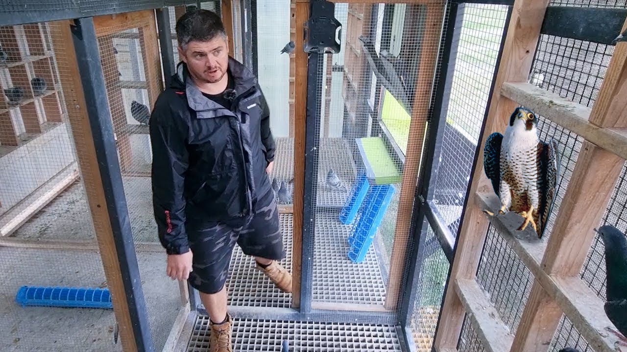 НИКОГДА не видел, чтобы сокол так делал