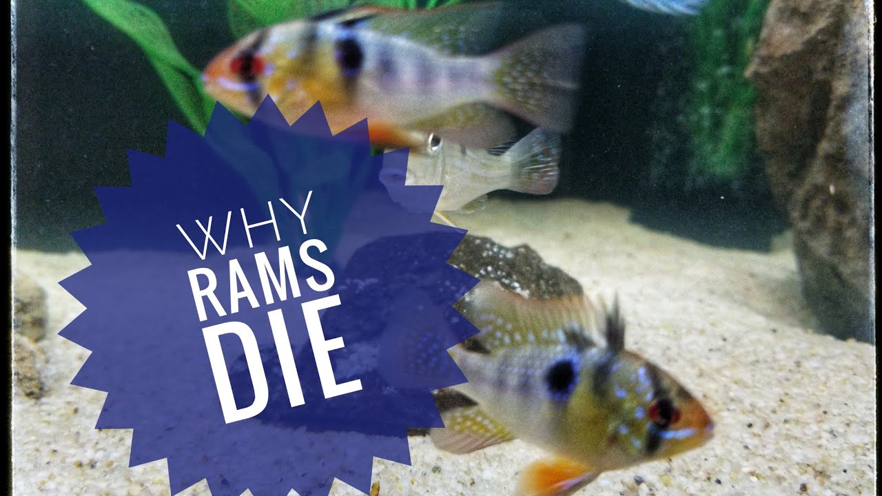 Why German Blue Rams Die