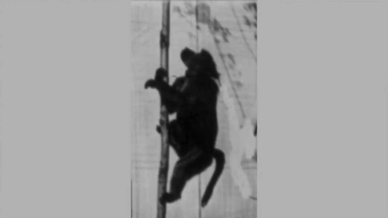 Baboon Climbing a Pole (1887) Eadweard Muybridge