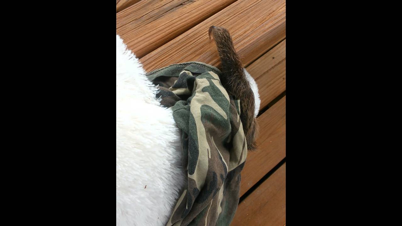 Baby sloth just wants her stuffie!