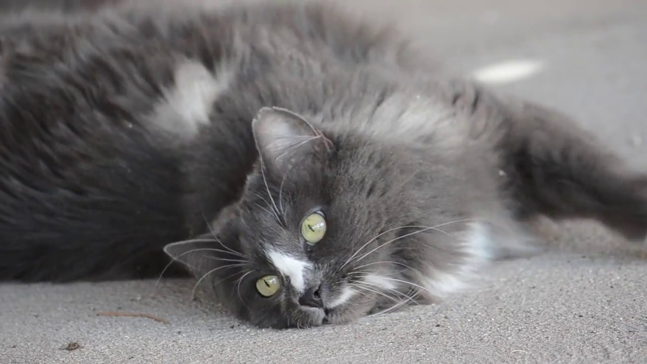fluffcat's day out
