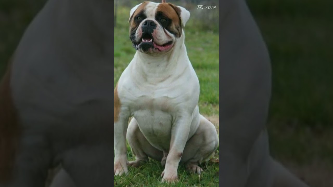 BULLDOG CAMPEIRO ❤️