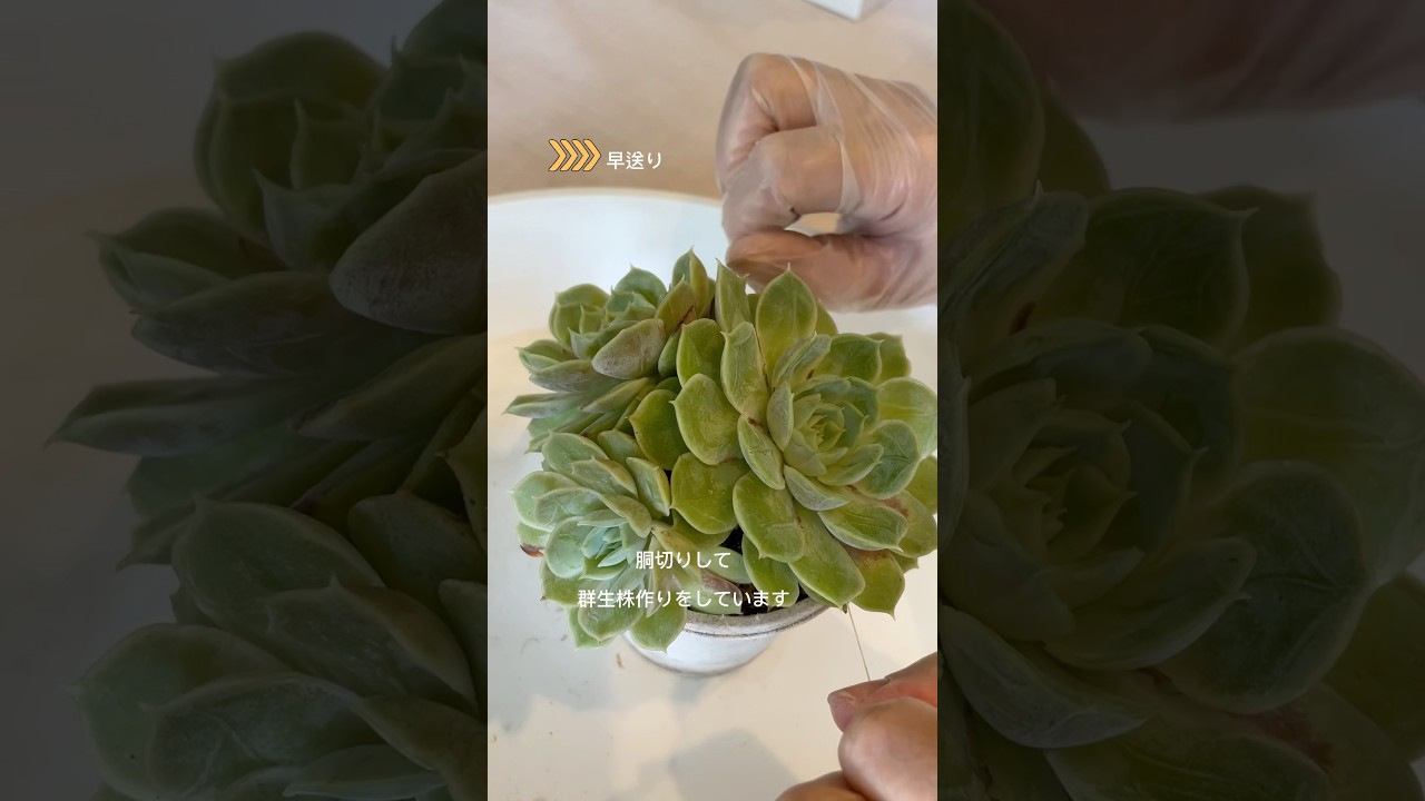 胴切りして作る群生株#多肉植物 #succulent #エケベリア #胴切り