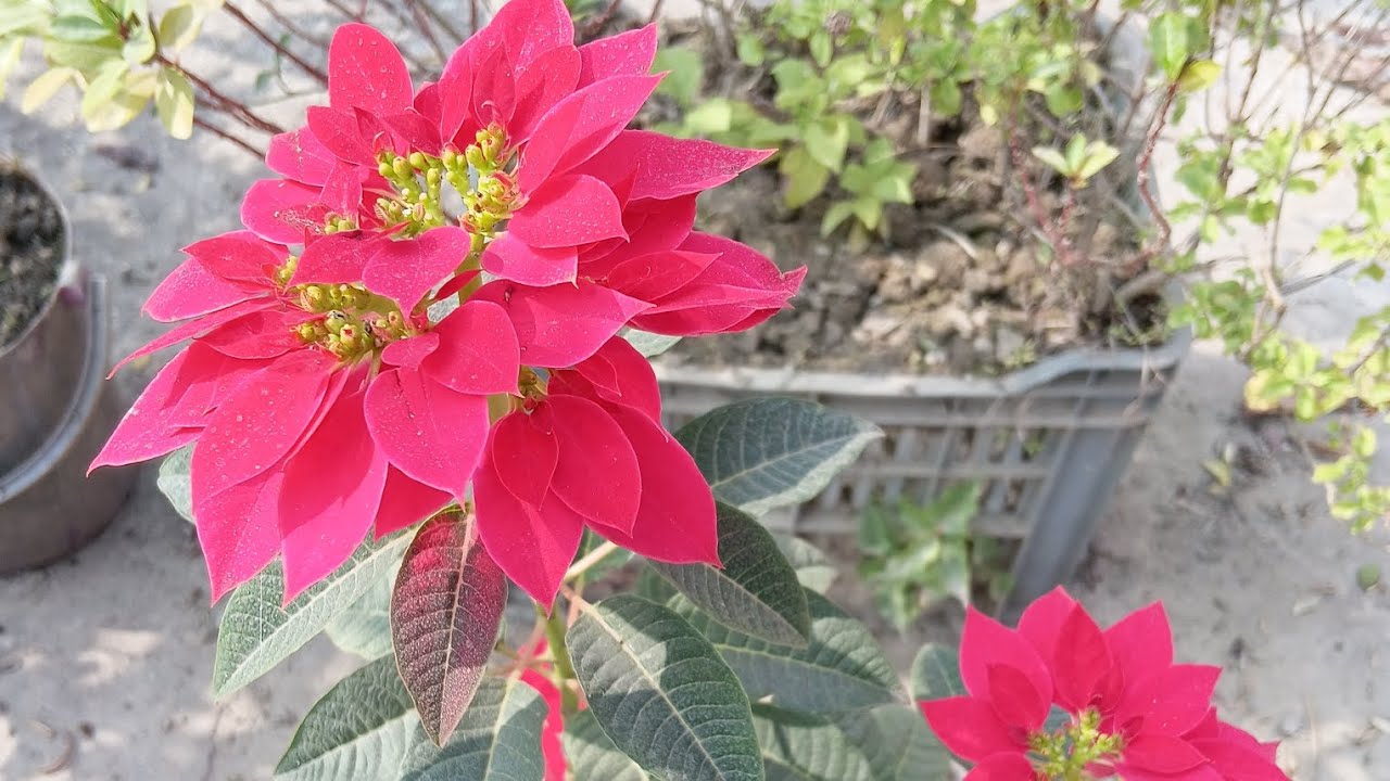 করো কাছে হাত পাততে না চাইলে আপনাকে যা করতে হবে #motivation 