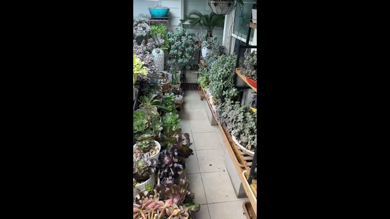 Quiet Resilience: A Musical Tribute to My Succulent Garden | Richard Trong