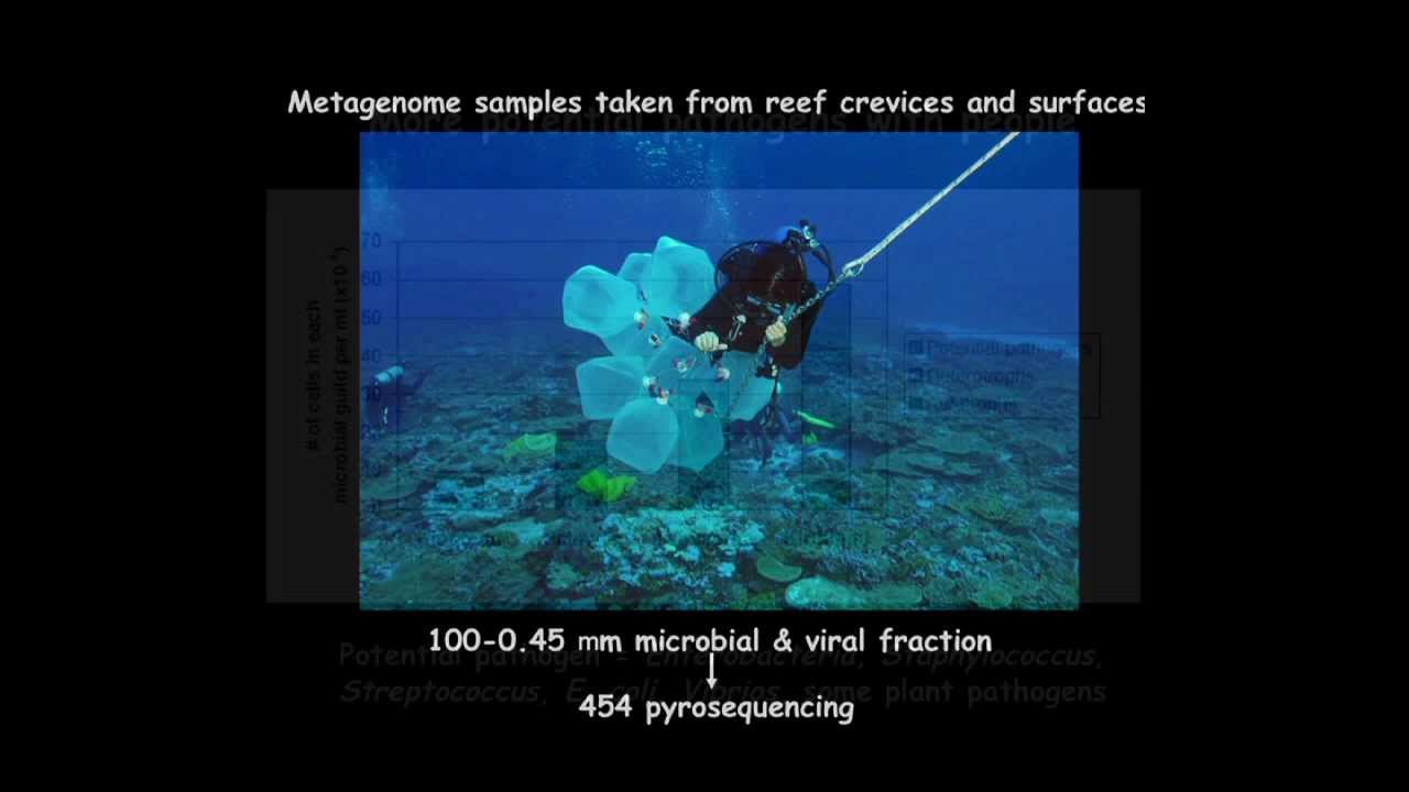 Coral Reefs in the Microbial Seas - Perspectives on Ocean Science