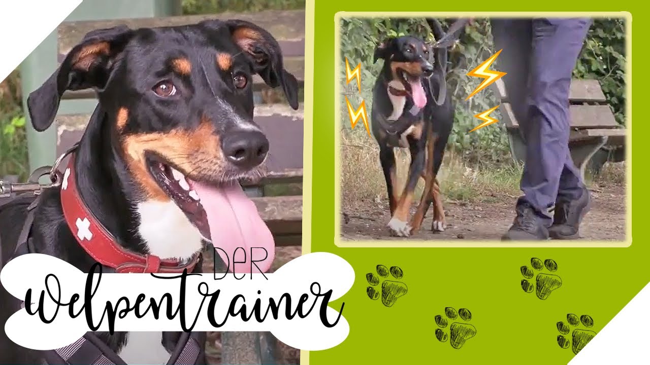 Spannung bei Hundebegegnungen rausholen: So geht das | Der Welpentrainer | sixx