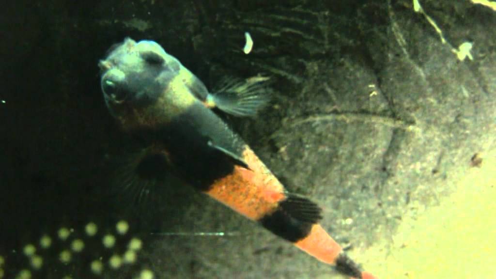 Brachygobius doriae, natural brood care