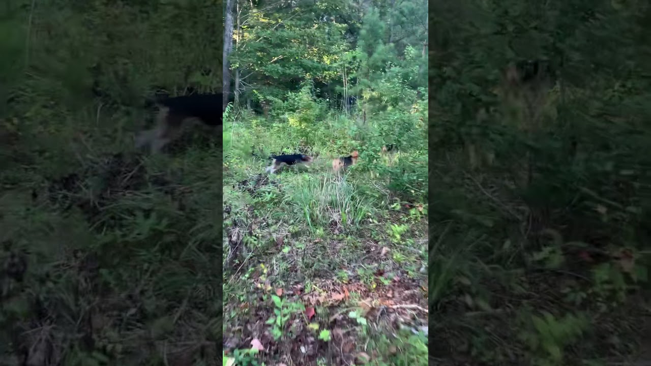 Spo Gundogs Bonnie,Zip,Bam Bam,and Slick