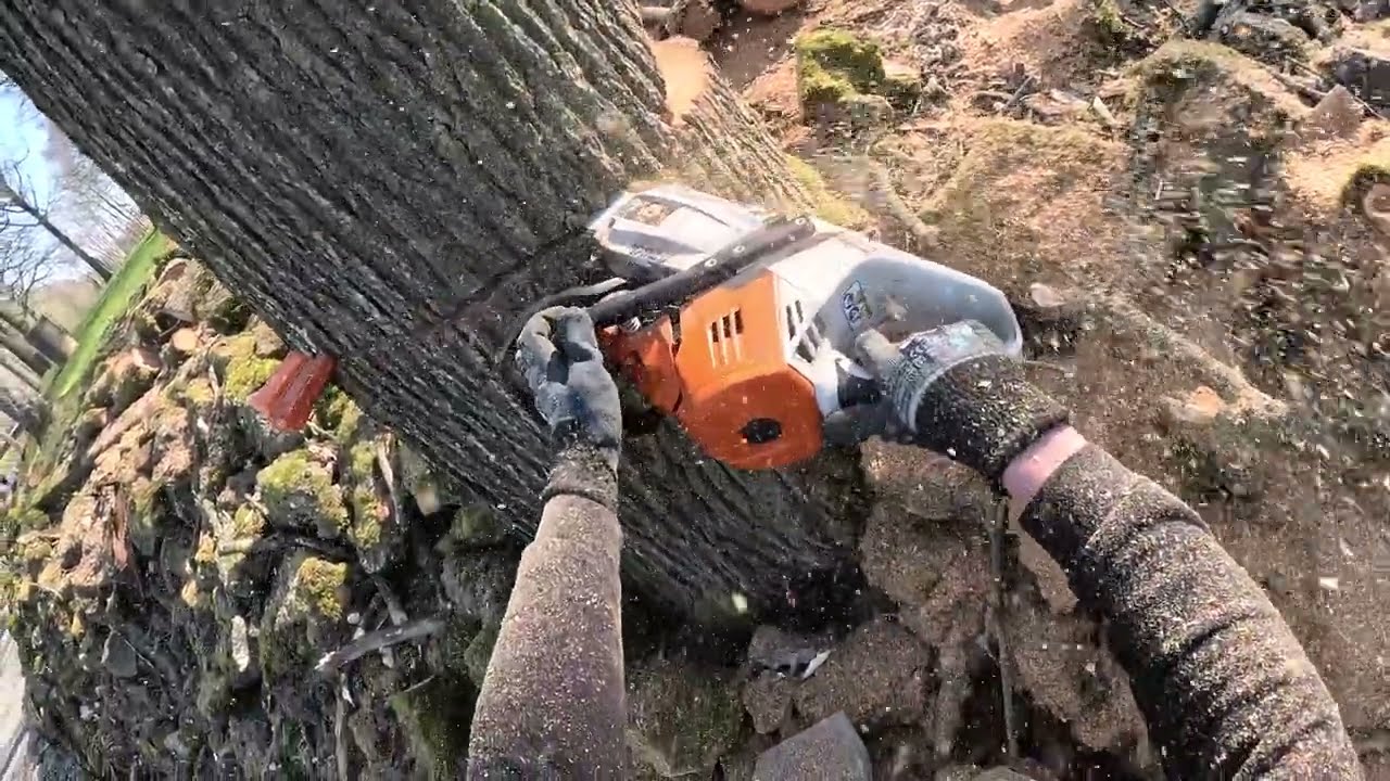 DÉMONTAGE D'UN CHÊNE COMPLÈTEMENT SEC / STIHL 500I