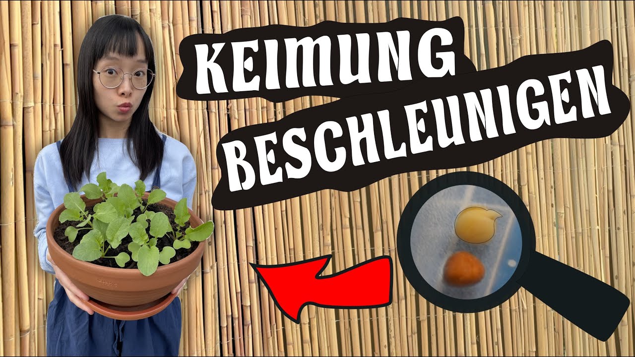 In 6 Stunden zur Keimung - mein Lifehack an DICH!