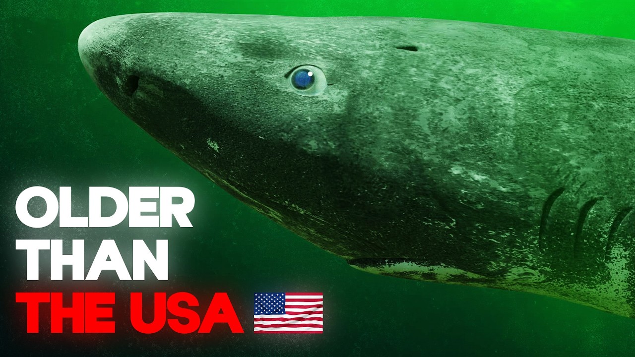 Why These Animals Refuse To Die