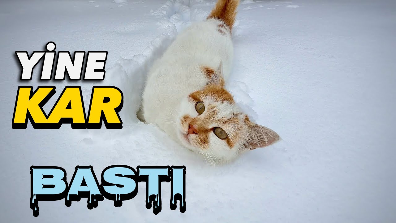 Bu Kez Kar Fena Yağdı: Kediler Kara Gömüldü! 🐱❄️ | Cats in Deep Snow