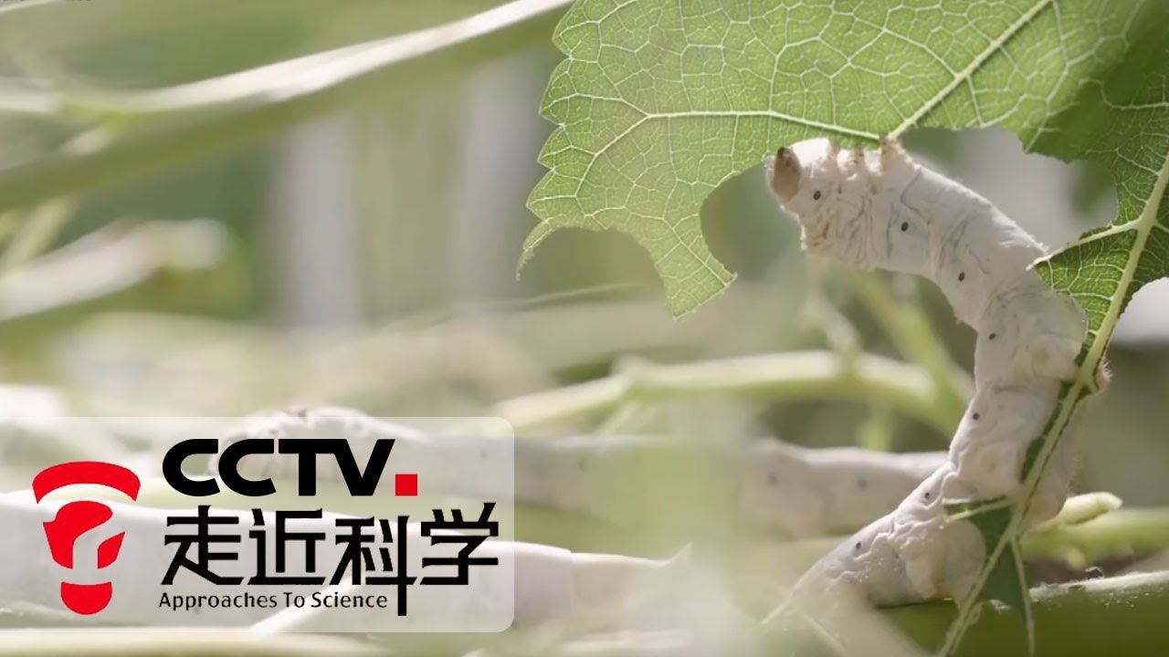 《走近科学》 破解基因好养蚕（下）20190709 | CCTV走近科学官方频道