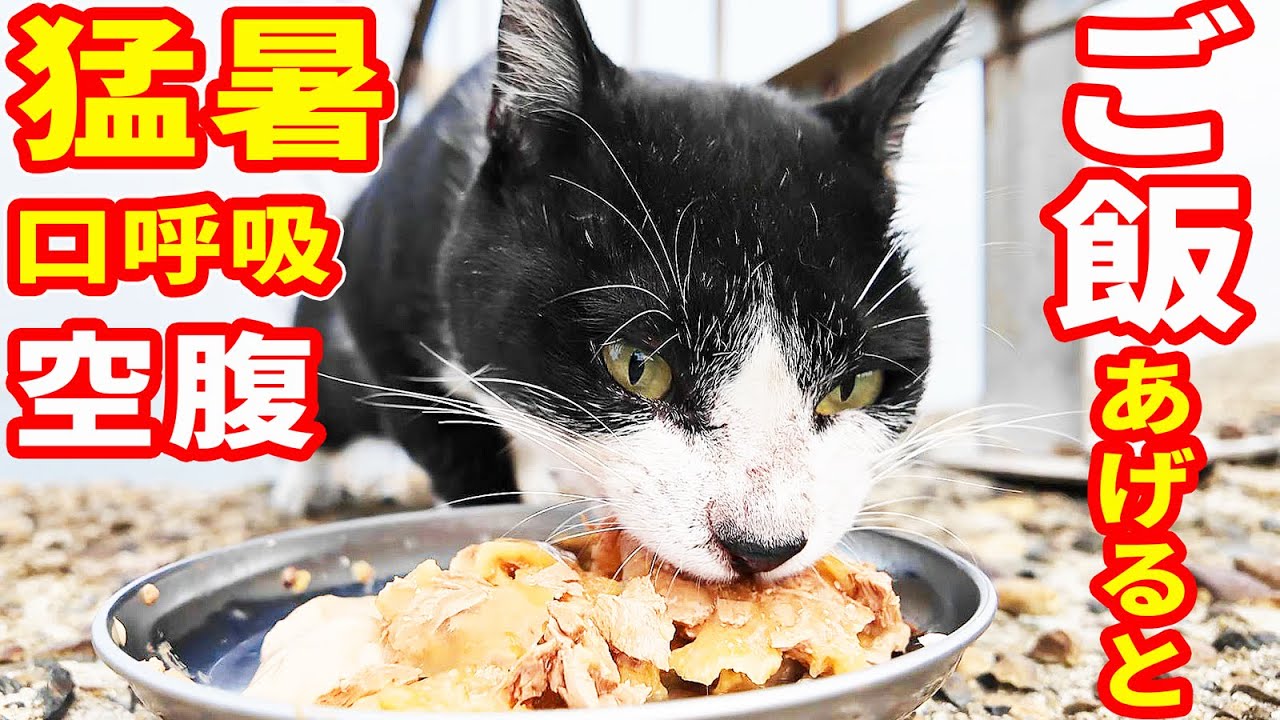 猛暑で口呼吸で空腹な猫に水分補給系のご飯をあげると・・・ さくらねこへのエサやり タイソンくん