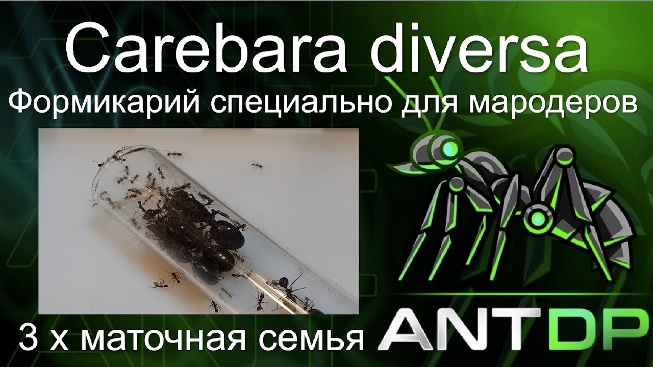 Carebara diversa 3х маточная семья!
