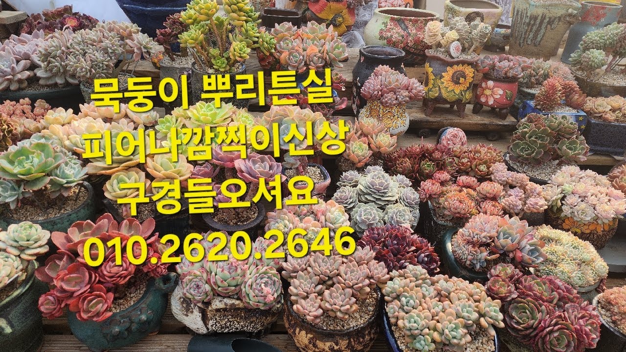 누리다육 멋진다육 저렴한가격 구경들오세요. 010.2620.2646