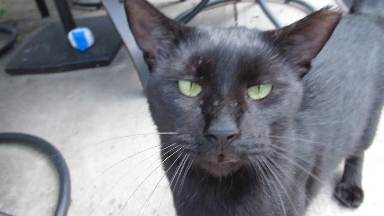 Boo Day 44 - Pet, Brush, Play - Training and Socializing A Feral Cat - Boo The Black Cat