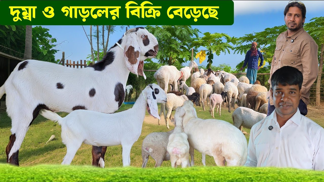 হান্নান ভাইয়ের খামারে গাড়ল দুম্বার বিক্রি বেড়েছে। ছাগল গাড়ল ও দুম্বার দাম জানুন Goat Farm 