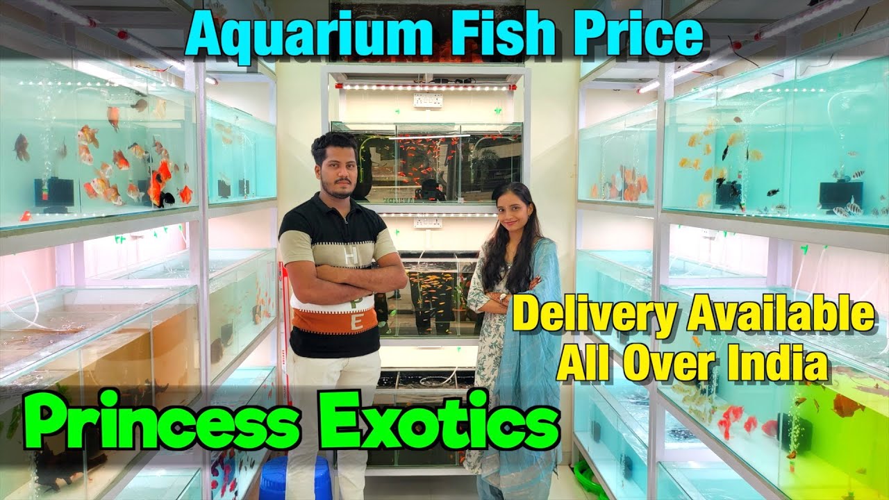 Princess Exotics Aquarium Fish Price I Delivery Available All Over India