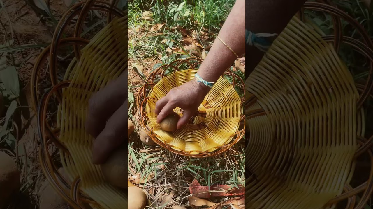 Chikoo Harvest!!! #ancienteats #fruiteating #healthy #chikoofruit #chikoomilkshake #chikoojuice