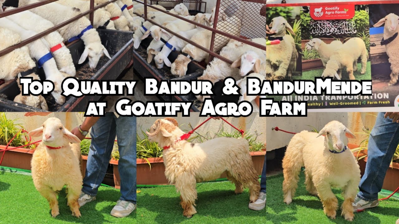 Bannur & bandur sheep's available in Hyderabad | Top Quality bandur mende at Goatify agro Farm Hyd 