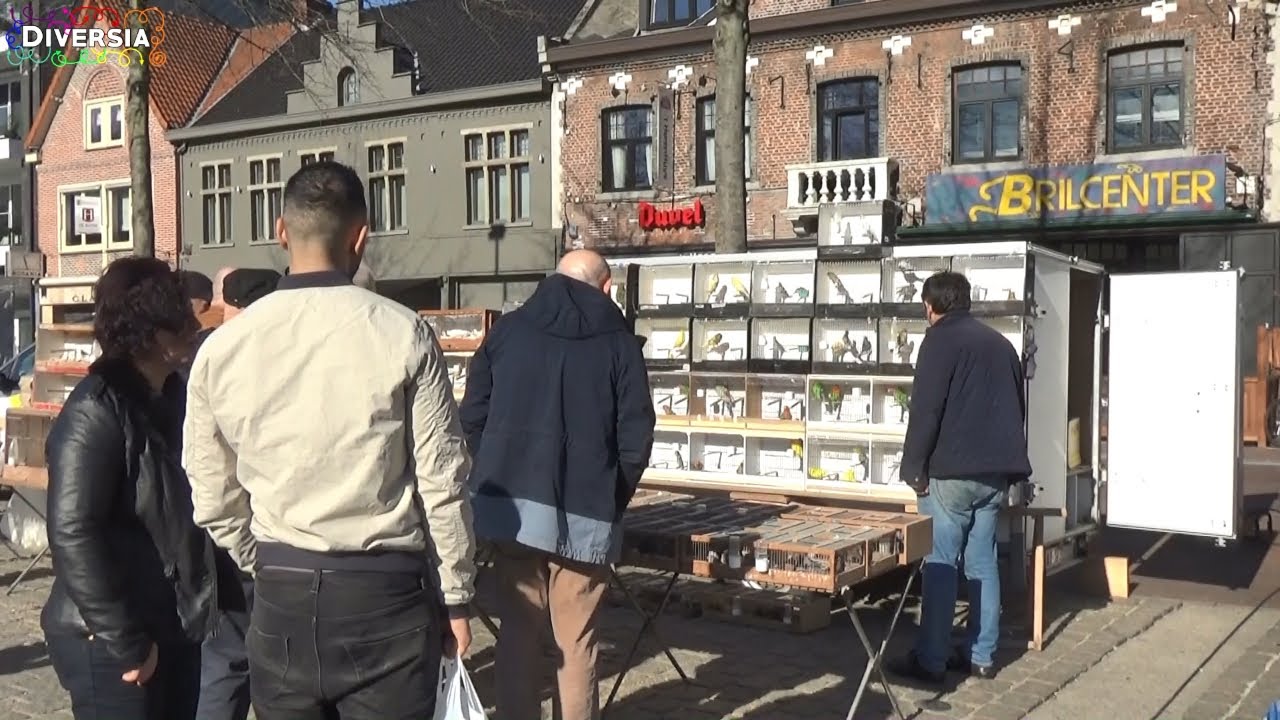 GROOTSTE DIERENMARKT VAN BELGIË - IEDERE ZONDAG IN MOL
