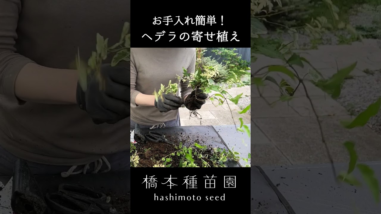 ヘデラの寄せ植え♪ 