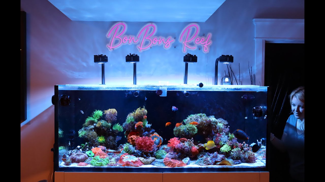 We found the nicest saltwater aquarium......ever