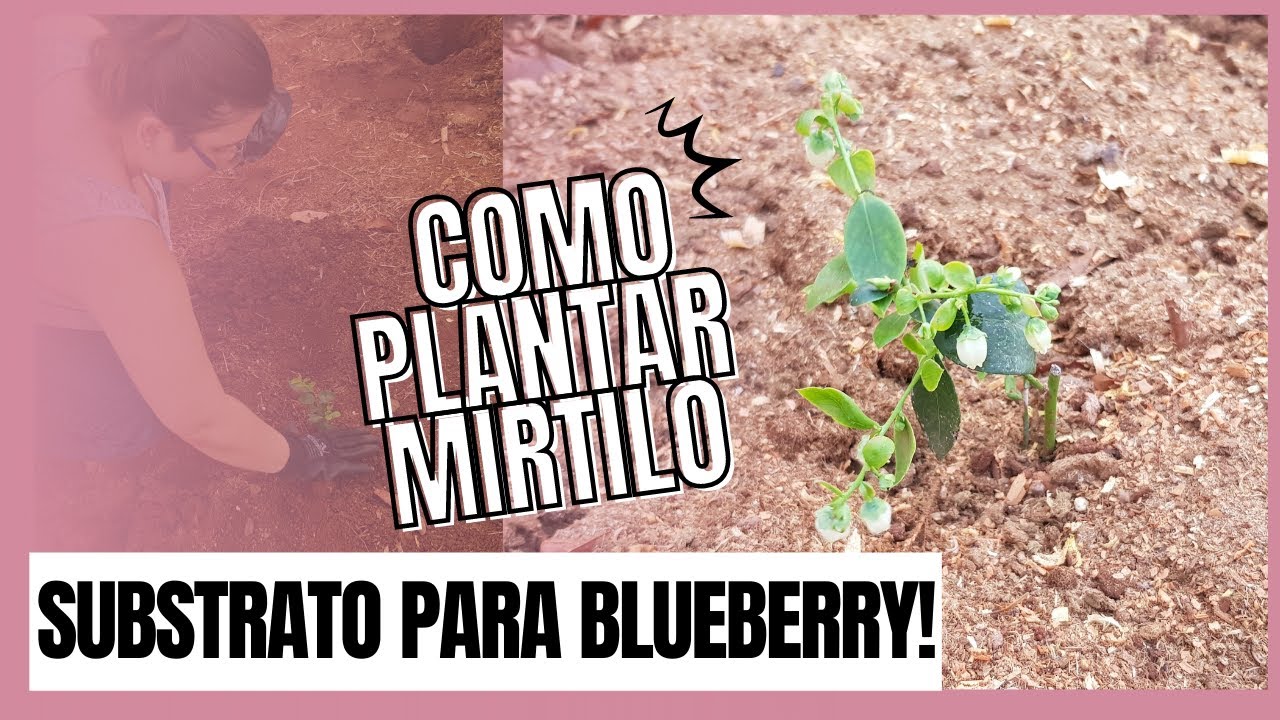 Como preparar o SOLO e plantar MIRTILO/BLUEBERRY! Roçando com Eliane