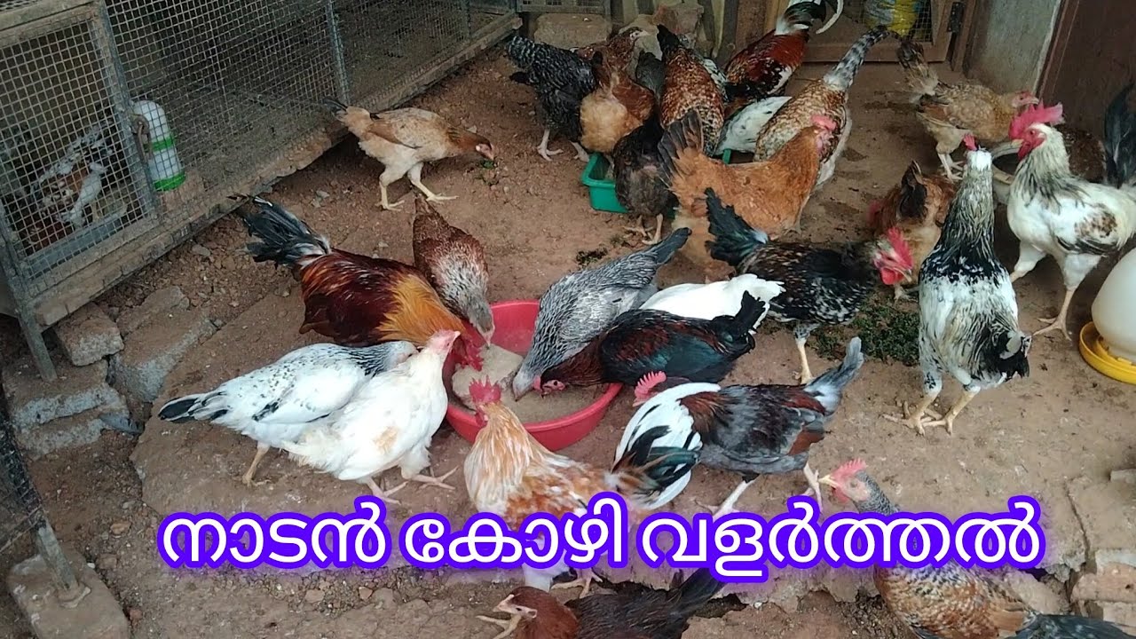 നാടൻ കോഴി വളർത്തി വരുമാനം കണ്ടെത്താം #vairal vedio #youtub vedio#HAMDAN Vlogs