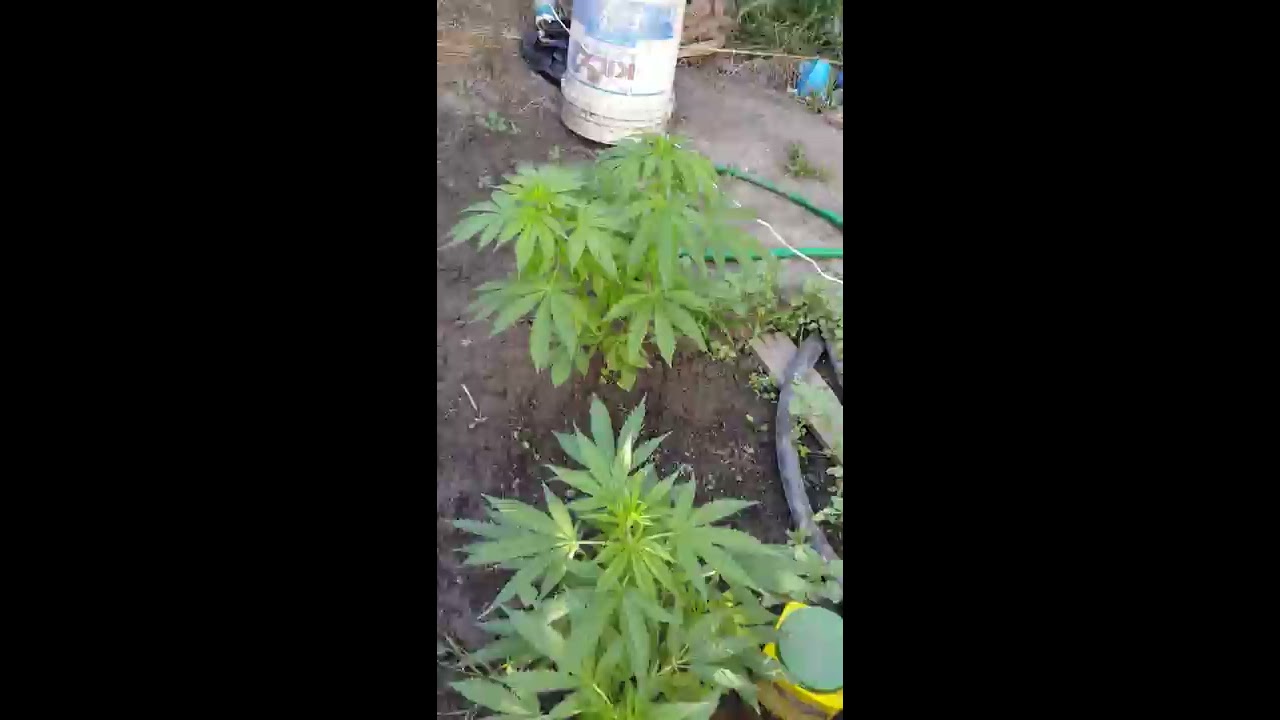 Marijuana, indica, sativa, hybrid, weed plants, grow house, cropkingseeds.com, outdoors plants, 420,
